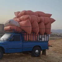 دامداران نگران نباشد من باشما هستم با بهترین کاه|خدمات باغبانی و درختکاری|دهدشت, |دیوار