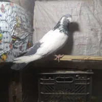 کبوتر کله دم سبز