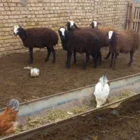 بره ماده شالی|حیوانات مزرعه|دشتابی, |دیوار