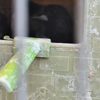 فنچ بنگالی نر