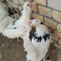 خروس گلین مطابق عکس|حیوانات مزرعه|خمینی‌شهر, |دیوار