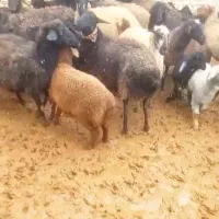 بره ومیش وشیشک