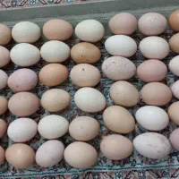 تخم مرغ محلی  نطفه دار