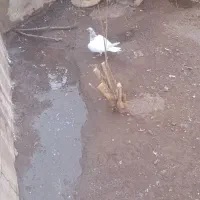 نر سبز شامی زاغ کلایی