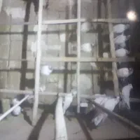 پرنده