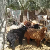 باسلام بر20 عدد و سالم  جاق  هر بر ۱۸ کلیو
