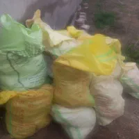 پهن بوقلمون