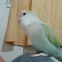 گمشد طوطی کوتوله برزیلی.|پرنده|قم, انصار‌الحسین|دیوار