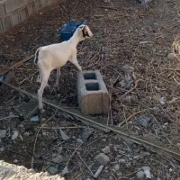 بز کولار گیسه صلاله|حیوانات مزرعه|جهرم, |دیوار