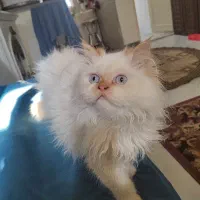 گربه های زیبا