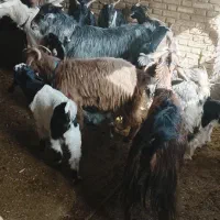 بزوبیگداشتی|حیوانات مزرعه|دزفول, |دیوار