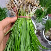 پیازچه جنگلی (الرزو)