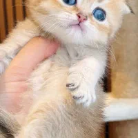 گربه گلد عروسک و مهربون