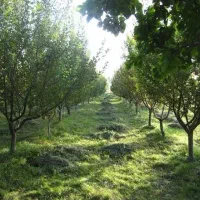 باغ / زمین  روستای گردشگری هویر