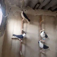 کفتر پرشی|پرنده|تربت‌حیدریه, پائین ولایت|دیوار