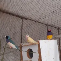 فنچگلدین|پرنده|خورموج, |دیوار