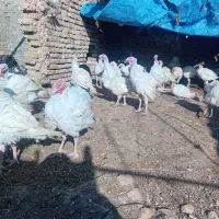 بوقلمون گوشتی|حیوانات مزرعه|سبزوار, کلاته سیفر|دیوار