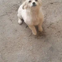 فروش سگ پا کوتاه