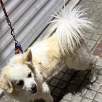 سگ پا کوتاه|سگ|دورود, |دیوار