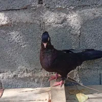 ضصث|پرنده|کهنوج, |دیوار