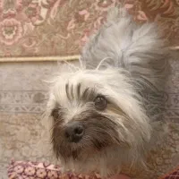 واگذاری سگ شیتژوماده