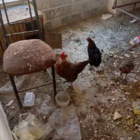 مرغ وخروس تزینی|حیوانات مزرعه|اصفهان, امامزاده اسماعیل|دیوار