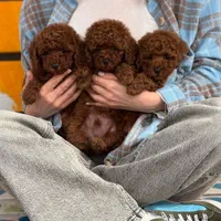 سگ توله توی پودل ۷۲ روز وارداتی