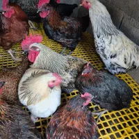 خروس محلی|حیوانات مزرعه|صباشهر, |دیوار