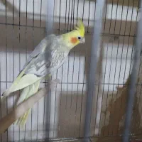 عروس هلندی مولد ارزون