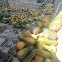 کدو درجه 1 قانزالی