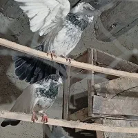 کله دم سبز و سرکه ای