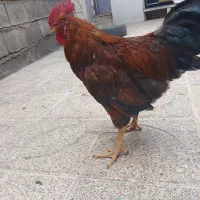 مرغ و خروس
