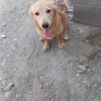 سگ اشپیز پاکوتاه