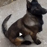 توله مالینویز اصیل ماده 5ماهه