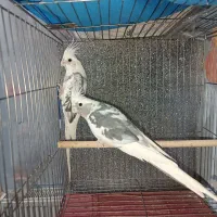 جفت البینوایزابلا اهلی