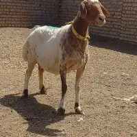 میش بی بره