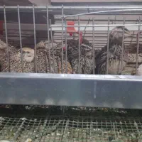 تخم بلدرچین خونگی خوراکی و نطفه دار