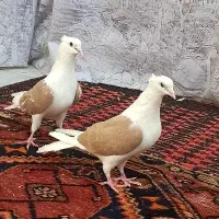 پشت زرد دوبالی پشتار پش