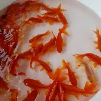 انواع ماهی قرمزگلفیش تلسکوپی عید ارسال همه شهرها