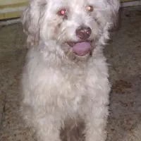 سگ پشمالو نر