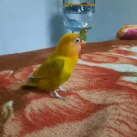 یک عددکوتوله