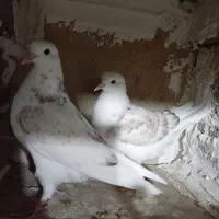 جوجه کفتر|پرنده|نهاوند, |دیوار