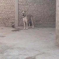 ماده‌سرابی|سگ|نهاوند, |دیوار