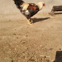 پنج خروس چاق و بزرگ|حیوانات مزرعه|سراب, |دیوار