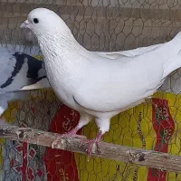 کبوتر|پرنده|مهران (ایلام), |دیوار