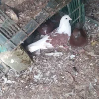 کبوتر گرفتنی