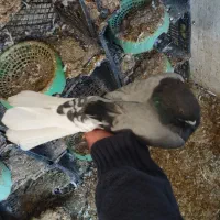 سبز نر تخت دم سفید|پرنده|چرداول, |دیوار