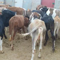 گوساله لاغر نر یا گاو