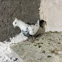 دم سیاه معاوضه با پلاکی|پرنده|فسا, |دیوار