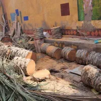 قطع نخل رایگان با اره برقی